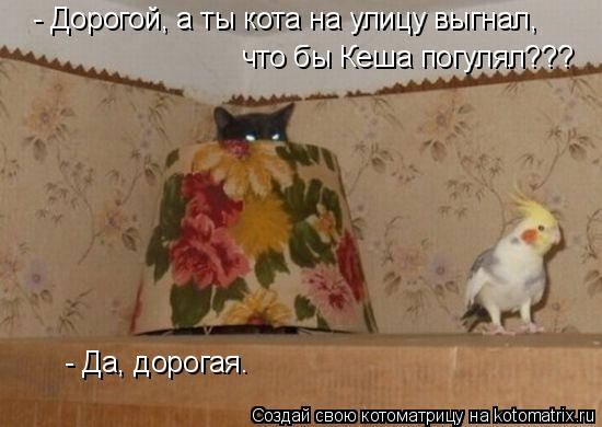 Котоматрица: - Дорогой, а ты кота на улицу выгнал, что бы Кеша погулял??? - Да, дорогая.