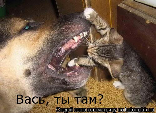 Вась, ты там?... Котоматрица: Вась, ты там?