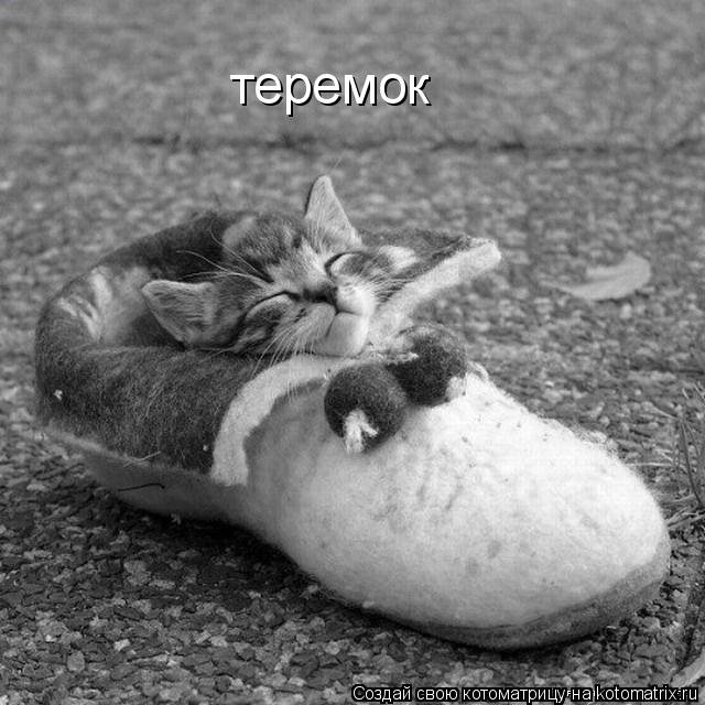 теремок... Котоматрица: теремок