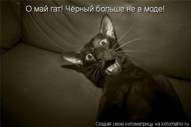 О май гат! Чёрный больше не в моде!... Котоматрица: О май гат! Чёрный больше не в моде!