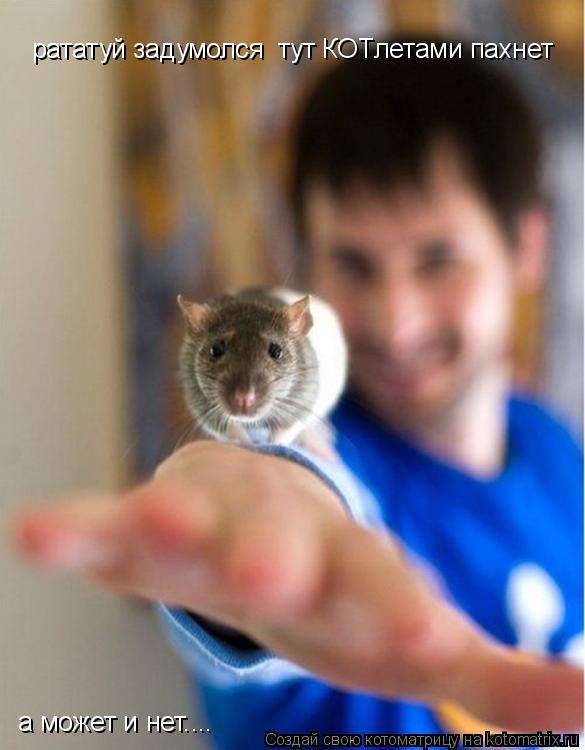 рататуй задумолся тут КОТлетами пахнет а может и нет....... Котоматрица: рататуй задумолся тут КОТлетами пахнет а может и нет....