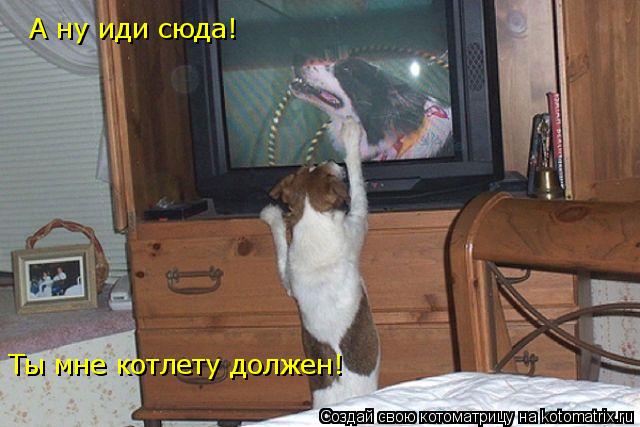 А ну иди сюда! Ты мне котлету должен!... Котоматрица: А ну иди сюда! Ты мне котлету должен!