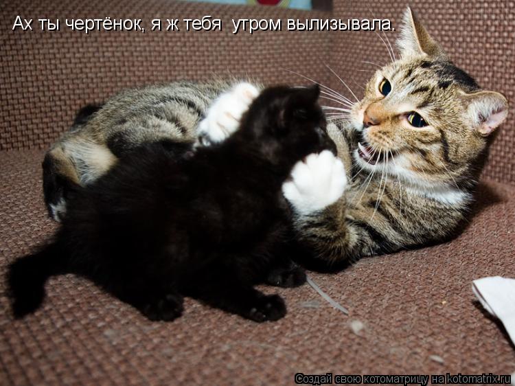 Ах ты чертёнок, я ж тебя утром вылизывала.... Котоматрица: Ах ты чертёнок, я ж тебя утром вылизывала.