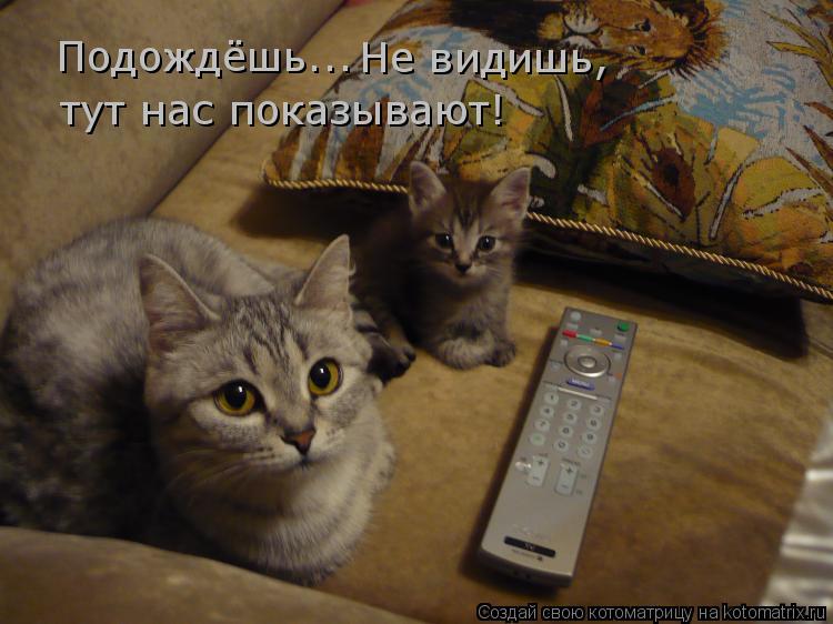 Котоматрица: Подождёшь... Не видишь, тут нас показывают!