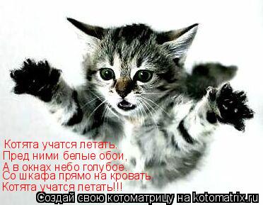 Котоматрица: Котята учатся летать.  Пред ними белые обои, А в окнах небо голубое. Котята учатся летать!!! Со шкафа прямо на кровать