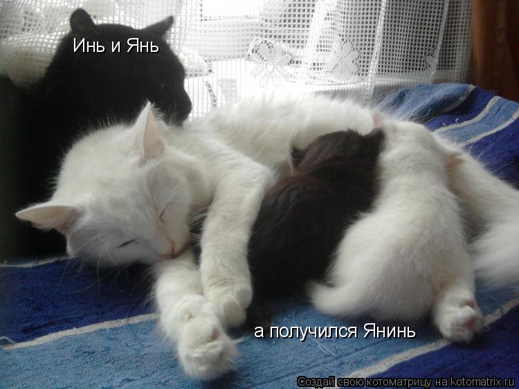 Инь и Янь а получился Янинь... Котоматрица: Инь и Янь а получился Янинь