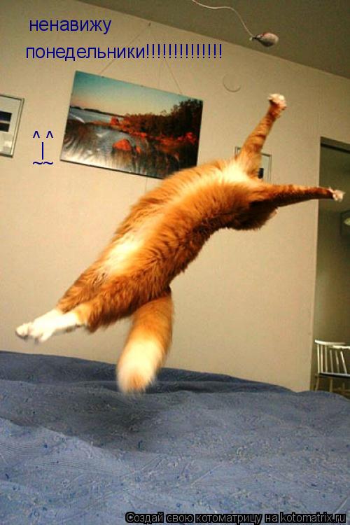 Котоматрица: ненавижу понедельники!!!!!!!!!!!!!! ^ ^ | ~~