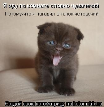 Котоматрица: Я иду по комнате словно чумачечий Потому-что я нагадил в тапок человечий