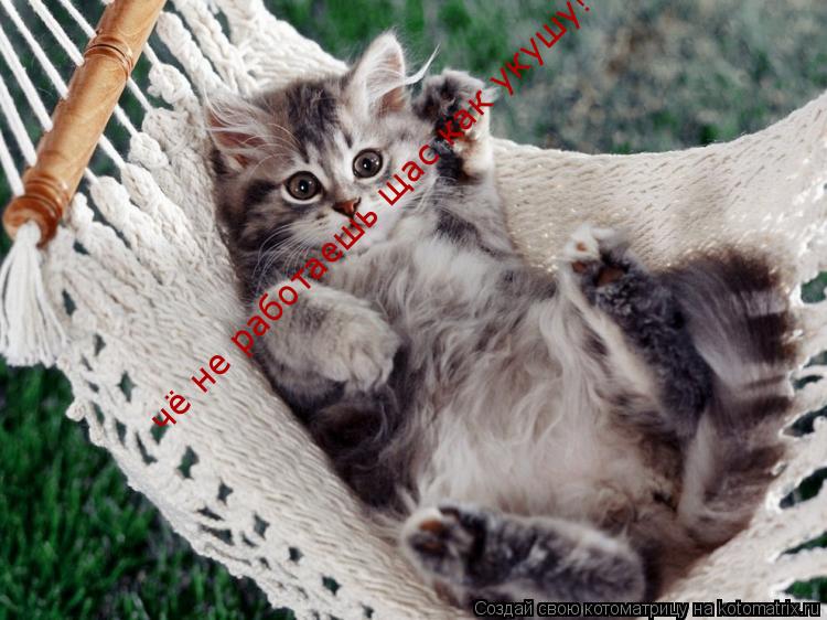Котоматрица: чё не работаешь щас как укушу!