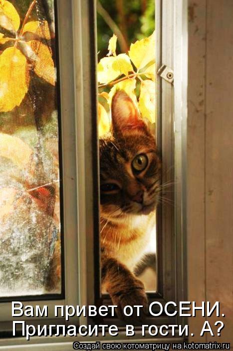 Котоматрица: Пригласите в гости. А? Вам привет от ОСЕНИ.