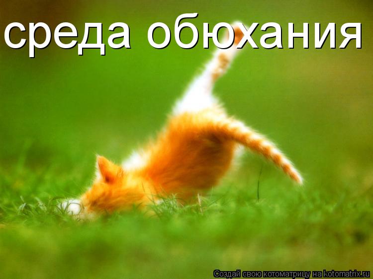Котоматрица: среда обюхания