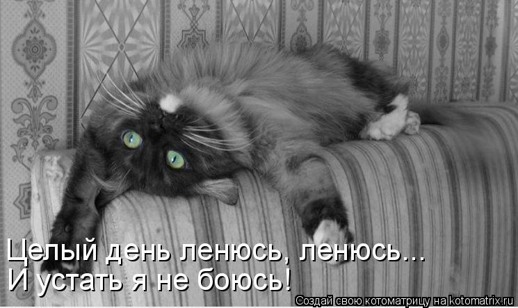 Котоматрица: Целый день ленюсь, ленюсь... И устать я не боюсь!