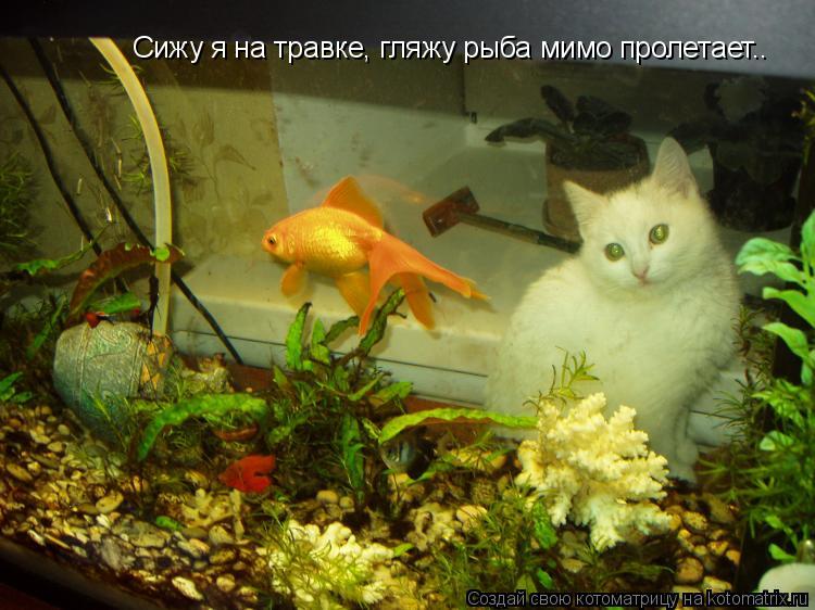 Котоматрица: Сижу я на травке, гляжу рыба мимо пролетает..