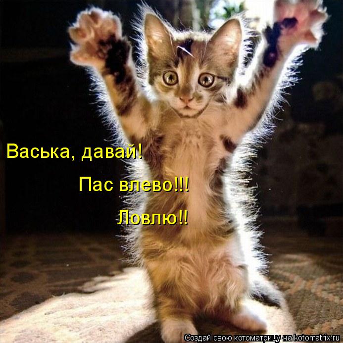 Котоматрица: Васька, давай!  Пас влево!!! Ловлю!!