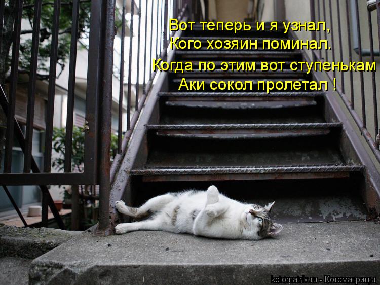 Вот теперь и я узнал, Кого хозяин поминал. Когда по этим вот ступенькам Аки сокол пролетал !... Котоматрица: Вот теперь и я узнал, Кого хозяин поминал. Когда по этим вот ступенькам Аки сокол пролетал !