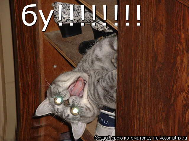 Котоматрица: бу!!!!!!!!