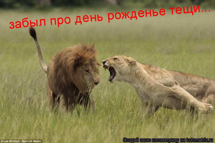 Котоматрица: забыл про день рожденье тещи... забыл про день рожденье тещи...