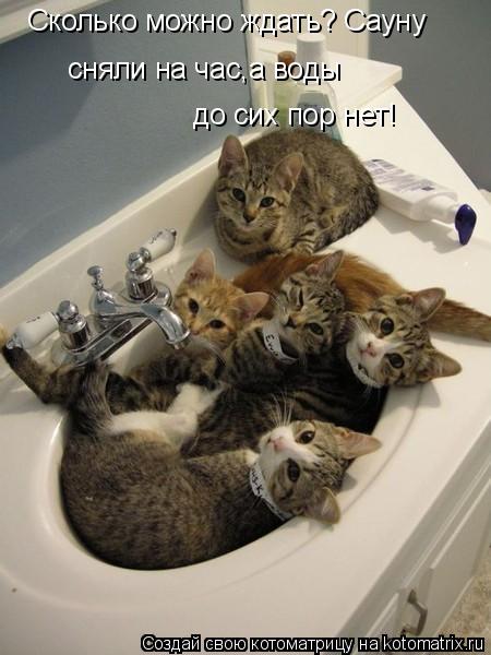 Сколько можно ждать? Сауну сняли на час,а воды до сих пор нет!... Котоматрица: Сколько можно ждать? Сауну сняли на час,а воды до сих пор нет!