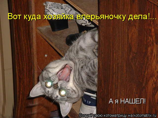 Котоматрица: Вот куда хозяйка влерьяночку дела!... А я НАШЕЛ!