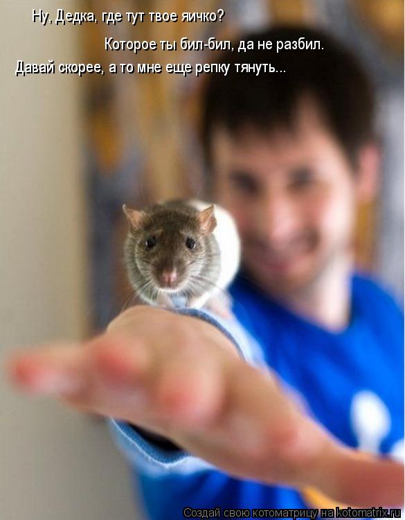 Котоматрица: Которое ты бил-бил, да не разбил. Давай скорее, а то мне еще репку тянуть... Давай скорее, а то мне еще репку тянуть... Ну, Дедка, где тут твое яич