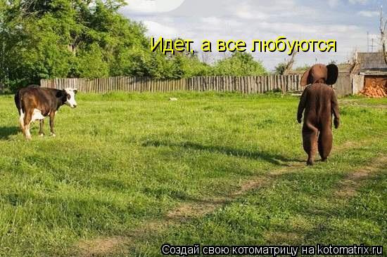 Котоматрица: Идет, а все любуются