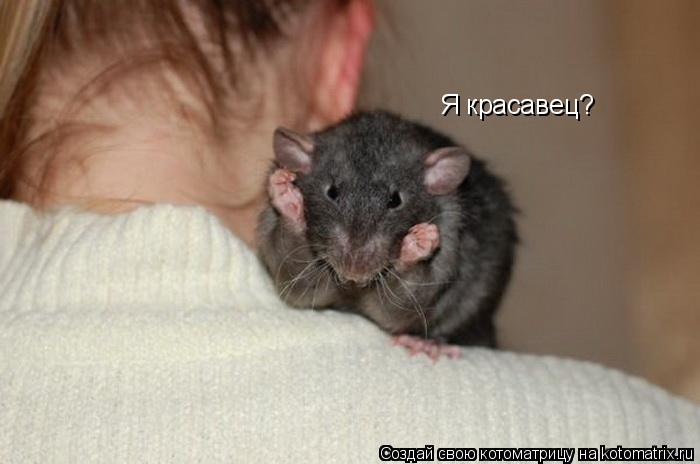 Котоматрица: Я красавец?