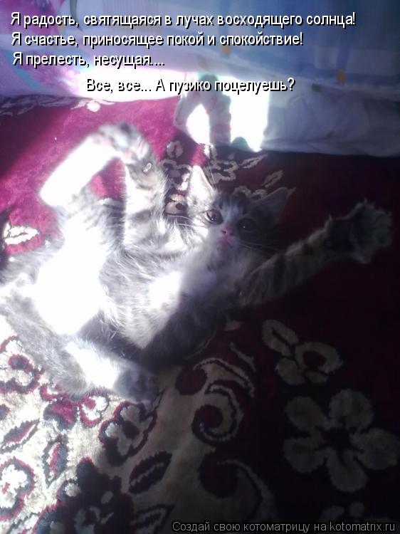 Котоматрица: Я радость, святящаяся в лучах восходящего солнца! Я счастье, приносящее покой и спокойствие! Я прелесть, несущая....  Все, все... А пузико поцел