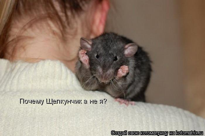 Котоматрица: Почему Щелкунчик а не я?