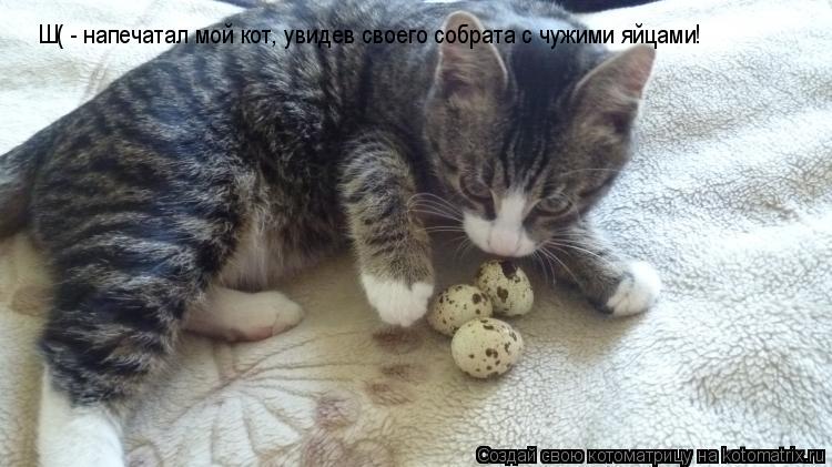 Котоматрица: Ш( - напечатал мой кот, увидев своего собрата с чужими яйцами!