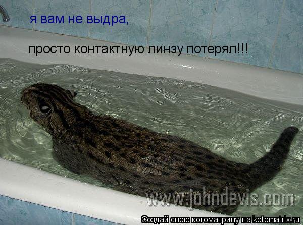 Котоматрица: я вам не выдра, просто контактную линзу потерял!!!