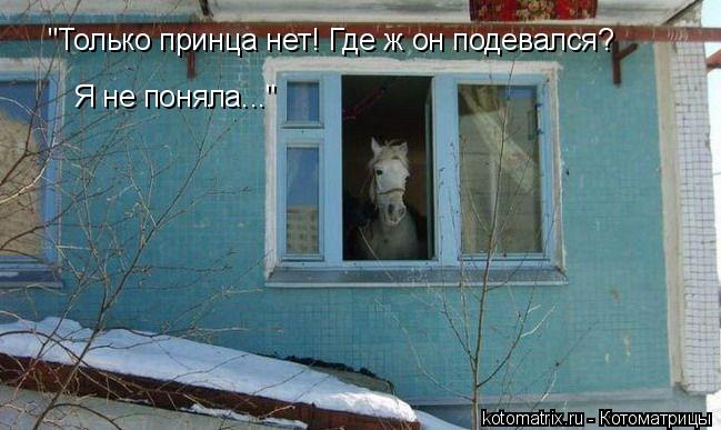 Котоматрица: "Только принца нет! Где ж он подевался? Я не поняла..."