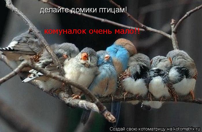 Котоматрица: делайте домики птицам! комуналок очень мало!!