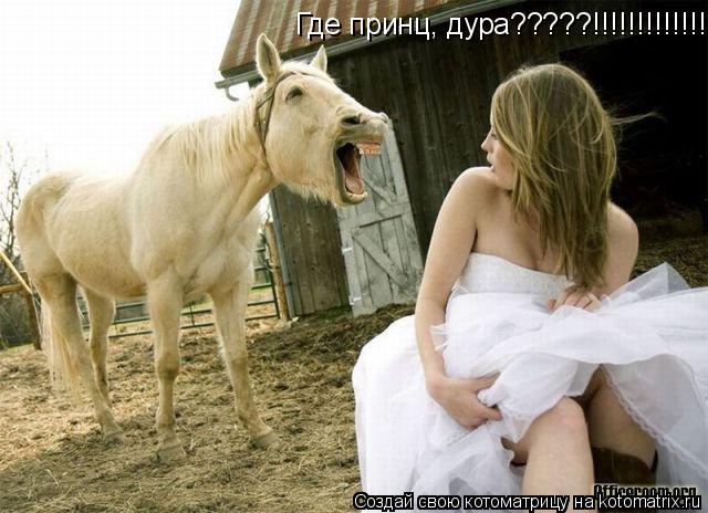 Котоматрица: Где принц, дура?????!!!!!!!!!!!!!