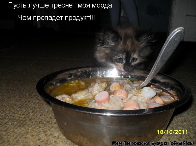 Котоматрица: Пусть лучше треснет моя морда Чем пропадет продукт!!!!