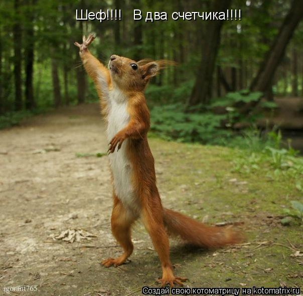 Шеф!!!! В два счетчика!!!!... Котоматрица: Шеф!!!! В два счетчика!!!!