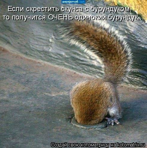 Котоматрица: Если скрестить скунса с бурундуком, то получится ОЧЕНЬ одинокий бурундук...