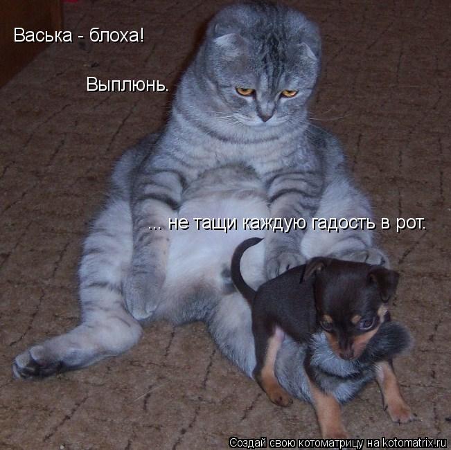 Котоматрица: Выплюнь.  ... не тащи каждую гадость в рот. Васька - блоха!