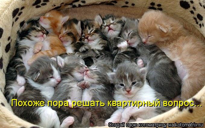 Котоматрица: Похоже пора решать квартирный вопрос...