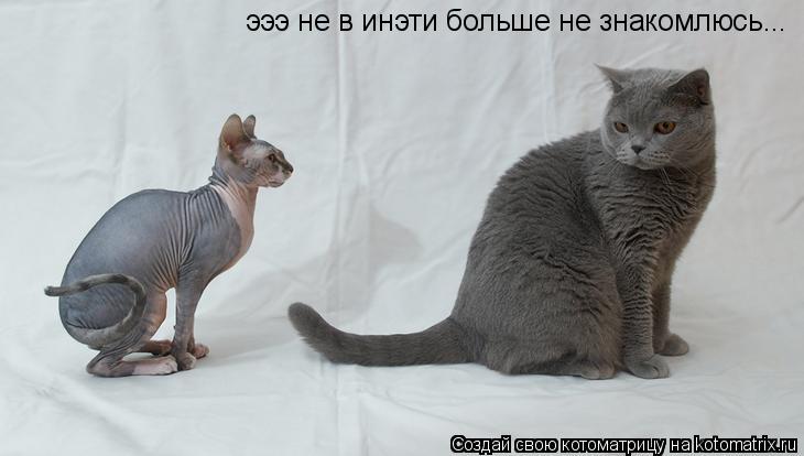 Котоматрица: эээ не в инэти больше не знакомлюсь...
