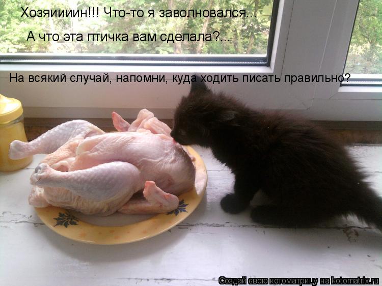 Хозяиииин!!! Что-то я заволновался... А что эта птичка вам сделала?... На всякий случай, напомни, куд... Котоматрица: Хозяиииин!!! Что-то я заволновался... А что эта птичка вам сделала?... На всякий случай, напомни, куда ходить писать правильно?