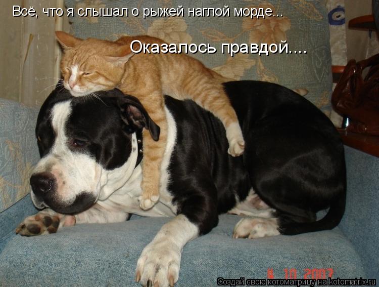 Всё, что я слышал о рыжей наглой морде... Оказалось правдой....... Котоматрица: Всё, что я слышал о рыжей наглой морде... Оказалось правдой....