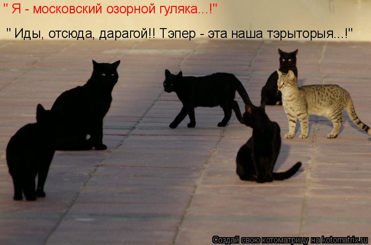 " Я - московский озорной гуляка...!" " Иды, отсюда, дарагой!! Тэпер - эта наша тэрыторыя...!"... Котоматрица: " Я - московский озорной гуляка...!" " Иды, отсюда, дарагой!! Тэпер - эта наша тэрыторыя...!"