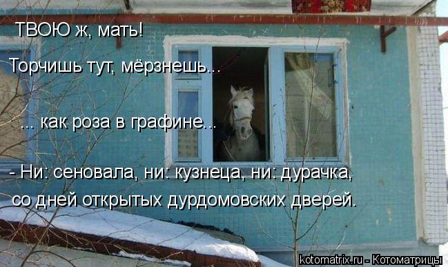 Котоматрица: ТВОЮ ж, мать! Торчишь тут, мёрзнешь... ... как роза в графине... - Ни: сеновала, ни: кузнеца, ни: дурачка,  со дней открытых дурдомовских дверей.