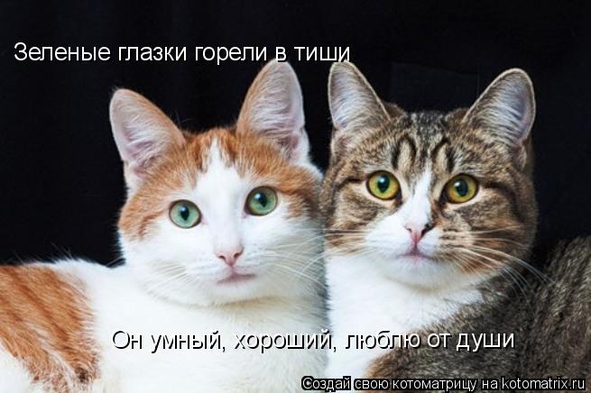 Котоматрица: Зеленые глазки горели в тиши Он умный, хороший, люблю от души
