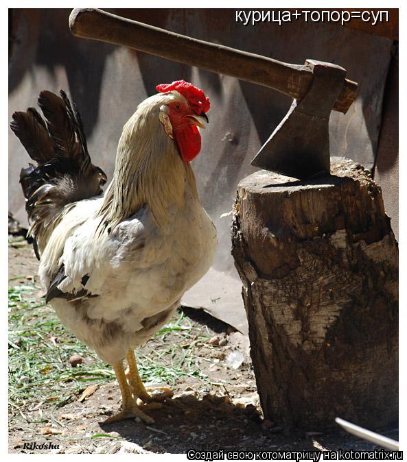 Котоматрица: курица+топор=суп