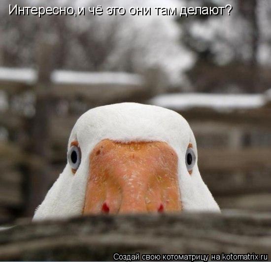 Котоматрица: Интересно,и чё это они там делают?