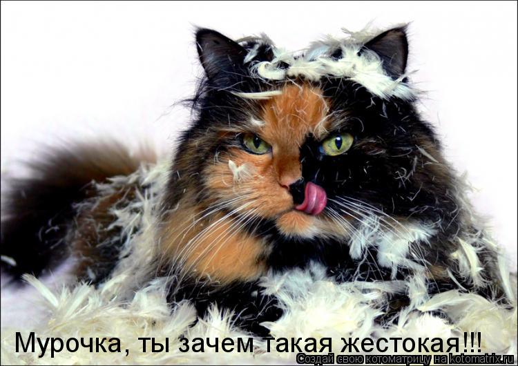 Котоматрица: Мурочка, ты зачем такая жестокая!!!