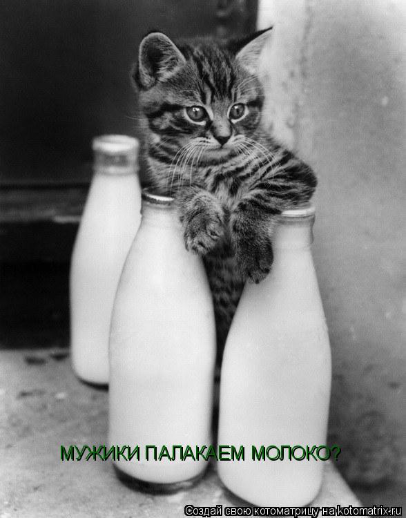 Котоматрица: МУЖИКИ ПАЛАКАЕМ МОЛОКО?