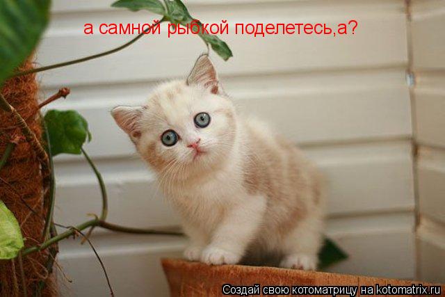Котоматрица: а самной рыбкой поделетесь,а?