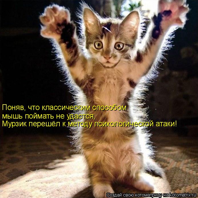 Поняв, что классическим способом мышь поймать не удастся, Мурзик перешёл к методу психологической ат... Котоматрица: Поняв, что классическим способом мышь поймать не удастся, Мурзик перешёл к методу психологической атаки!